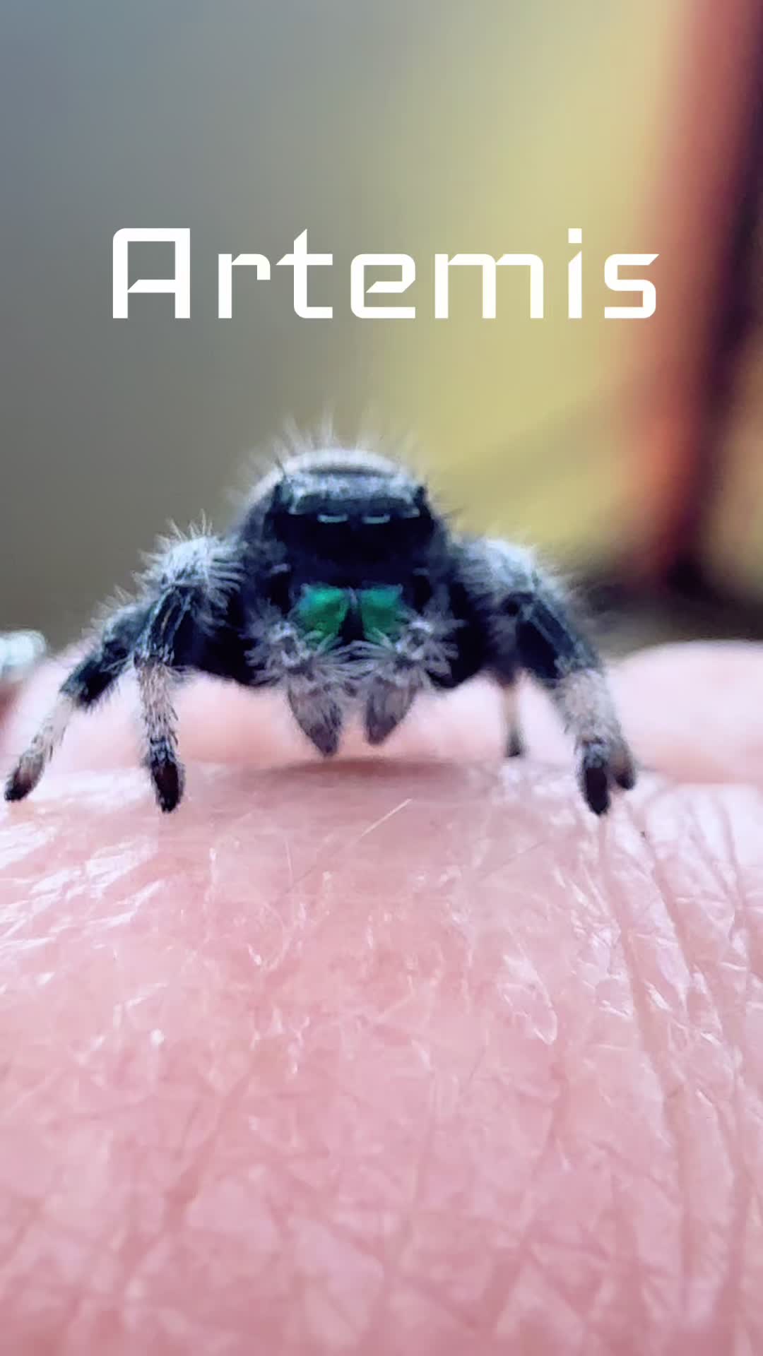 Jumping spider TikTok cover featuring Artemis