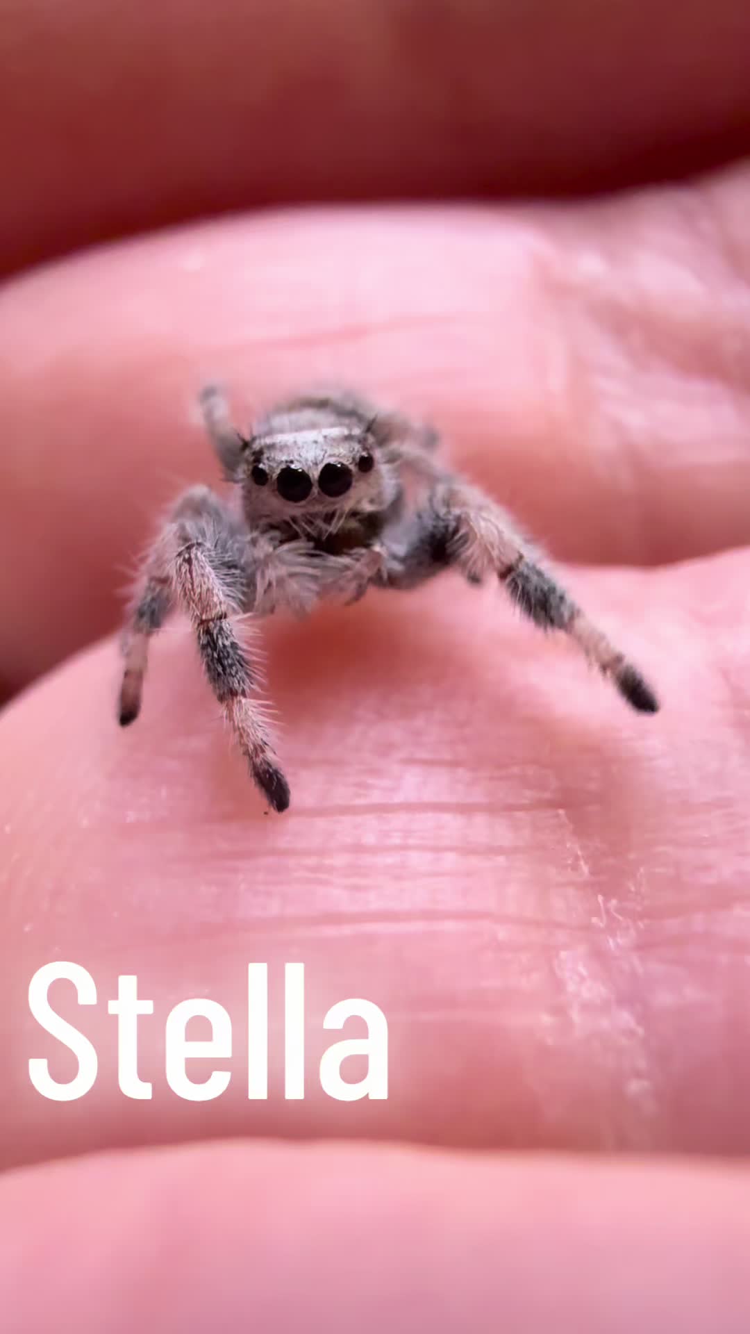 Jumping spider TikTok cover featuring Stella