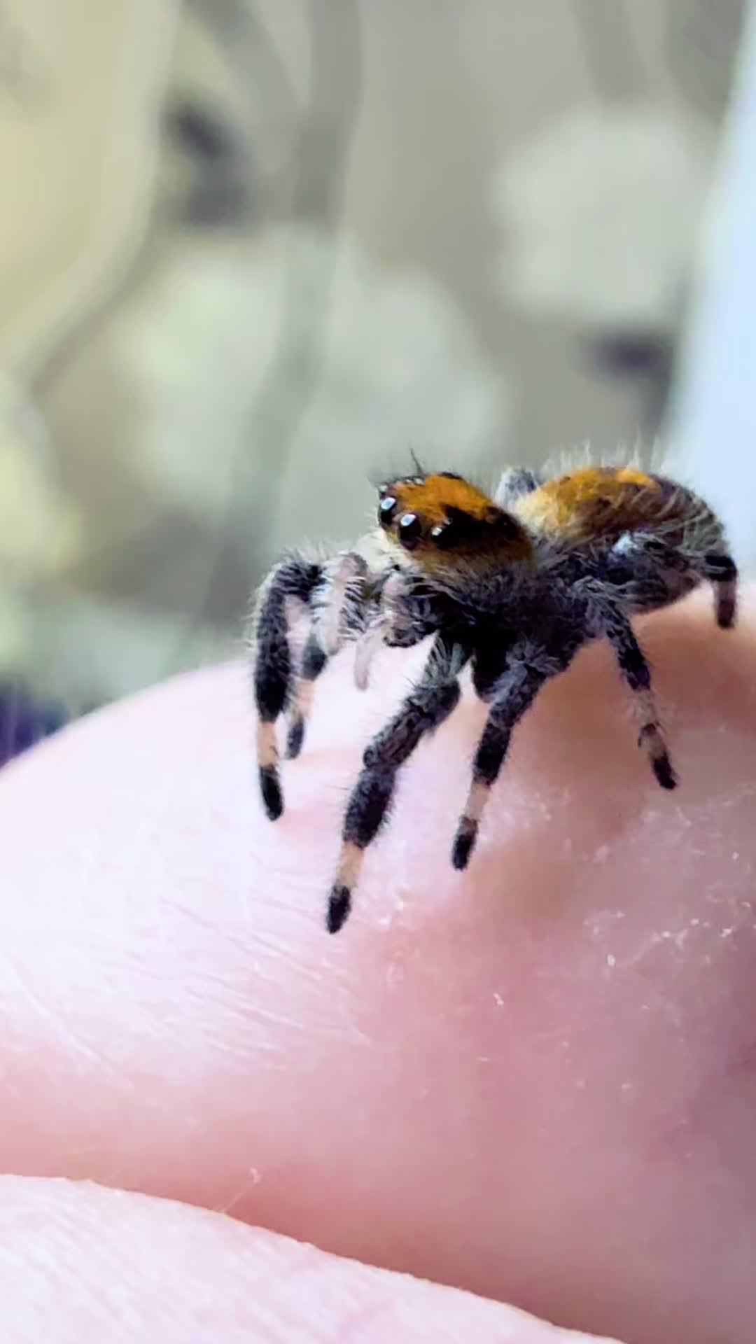 Jumping spider TikTok cover featuring Waffle