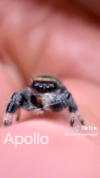 Apollo jumping spider still