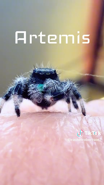 Artemis jumping spider still