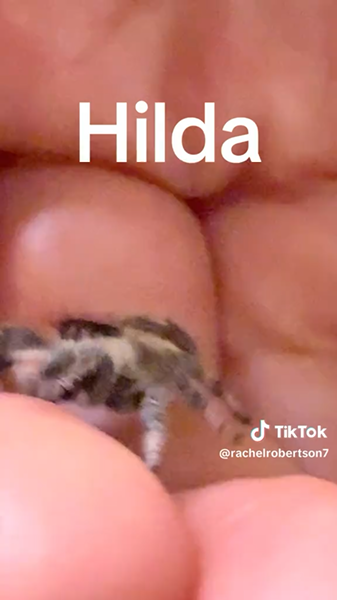 Hilda jumping spider still