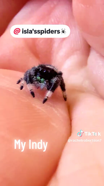 Indy jumping spider still