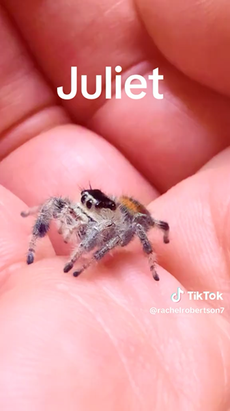 Juliet jumping spider still