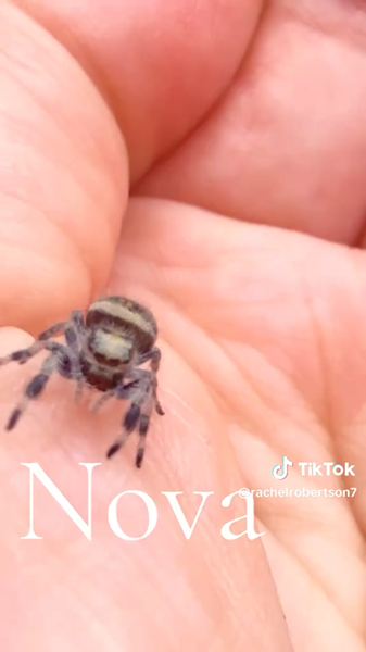 Nova jumping spider still