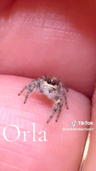 Orla jumping spider still