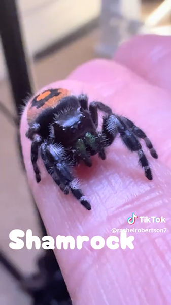 Shamrock jumping spider still