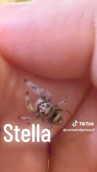 Stella jumping spider still