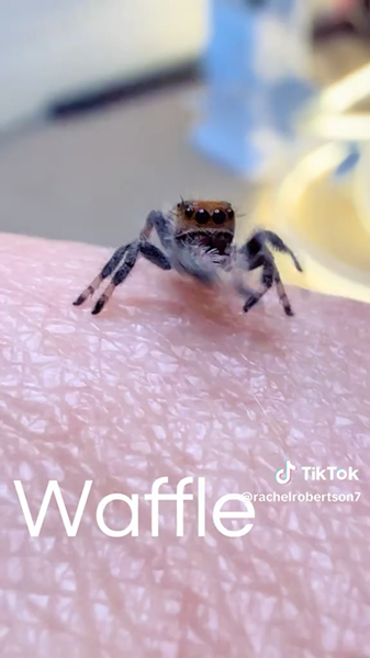 Waffle jumping spider still